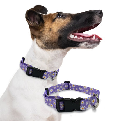 perri's pet products, dog collar, daisy purple