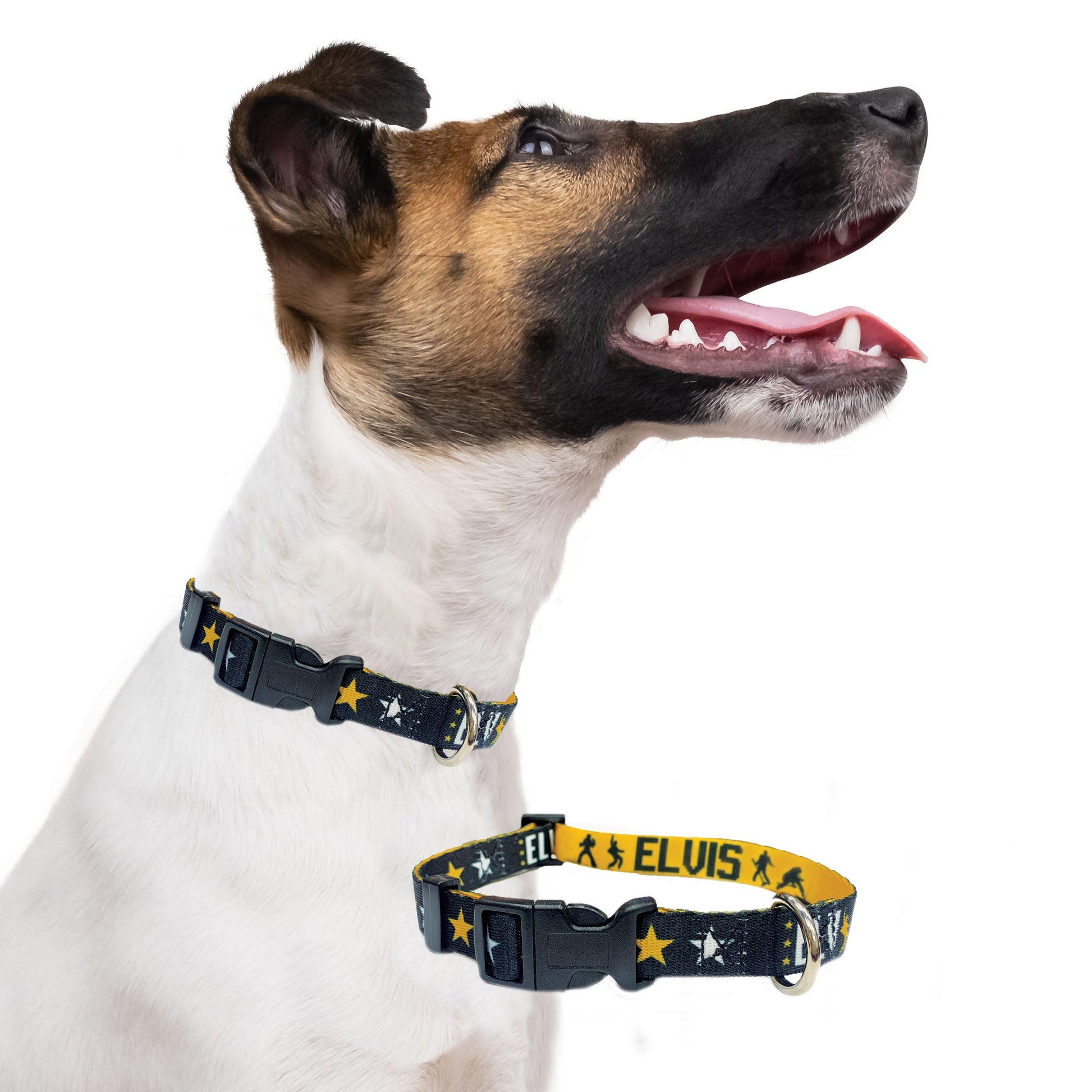 Perri's Pet Products, dog collar, black and gold, elvis presley