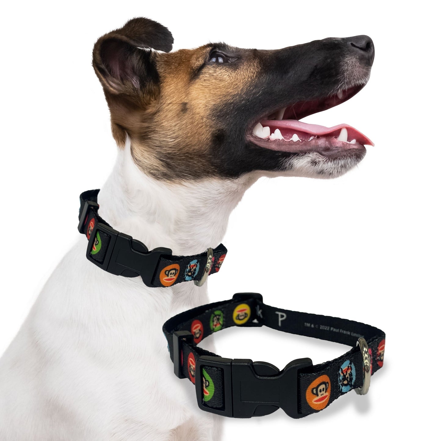 Perri's Pet Products, dog collar, paul frank colourful circles