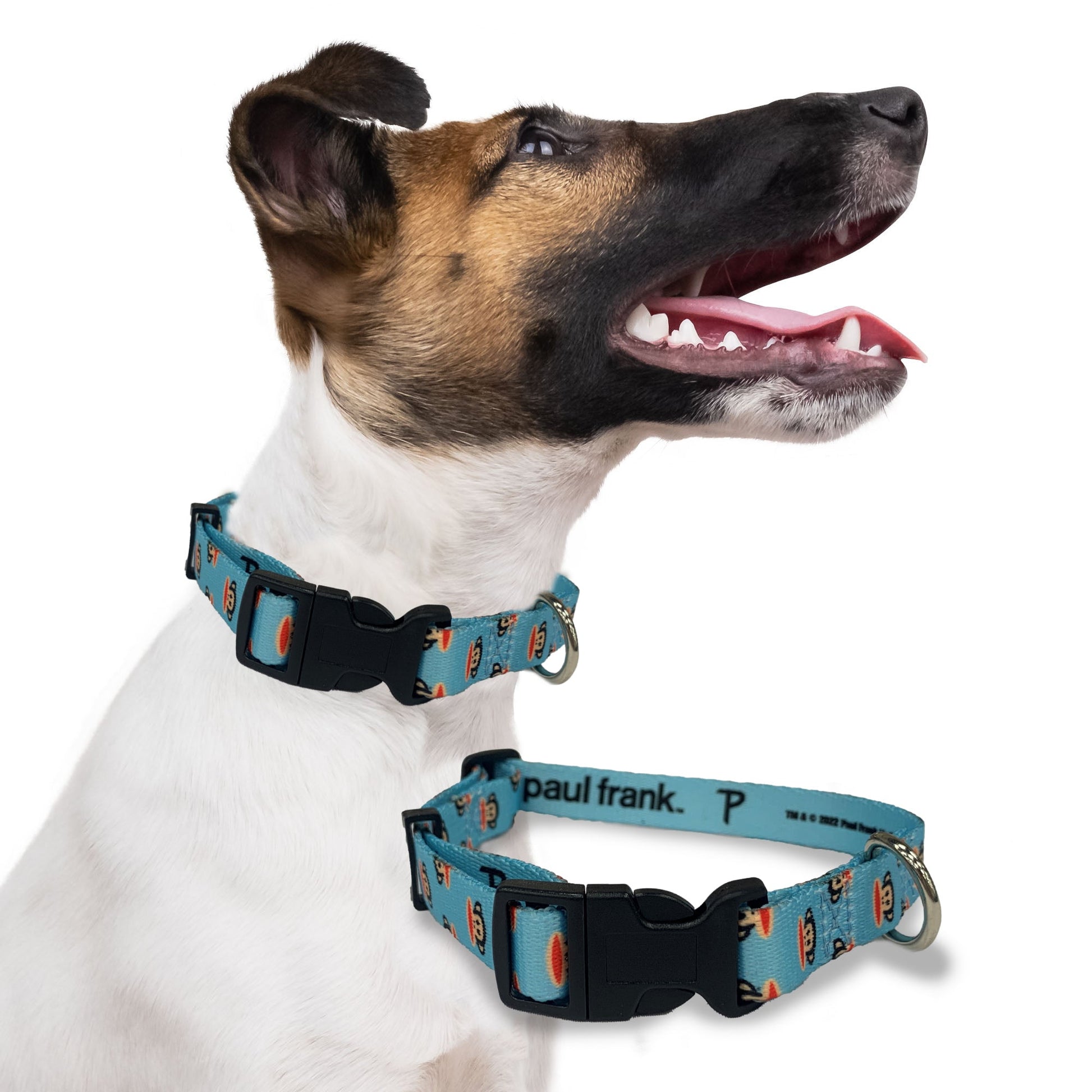 Perri's Pet Products, dog collar, paul frank julius