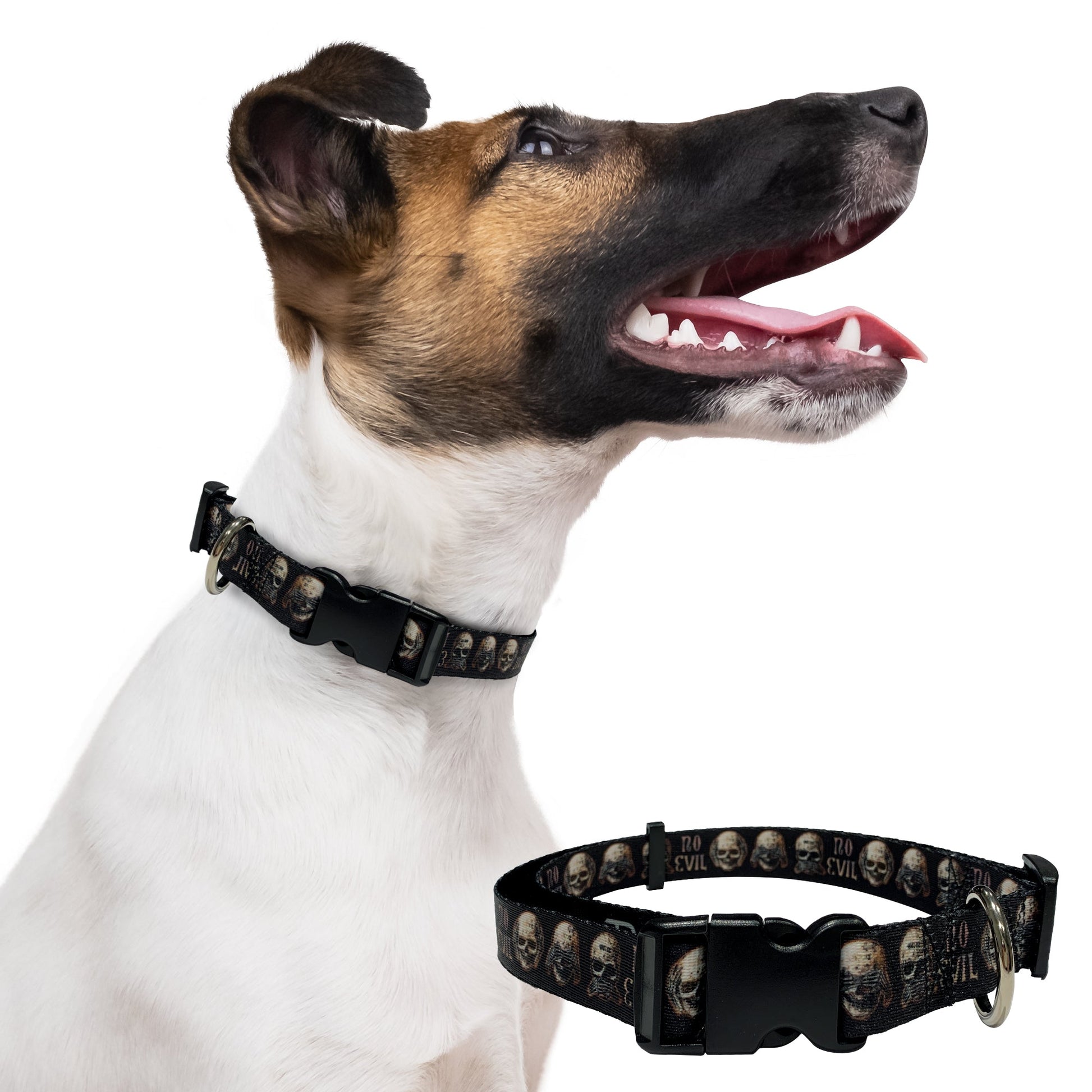 perri's pet products, dog collar, alchemy no evil